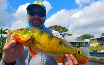 Miami Airport Lakes 77 Top Tips for Fishing During Peacock Bass Spawning Season