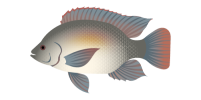 BLUE TILAPIA BLUE TILAPIA - SPOTTED TILAPIA