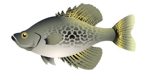 Centrarchidae family Crappie also known as Speck