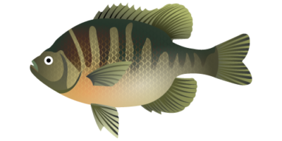 Lepomis macrochirus Bluegill Fish or Lepomis macrochirus