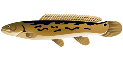 Bowfin