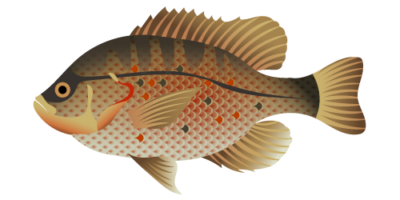 Redear Sunfish