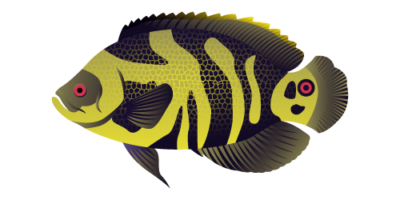 Velvet Cichlids Oscars or Velvet Cichlids