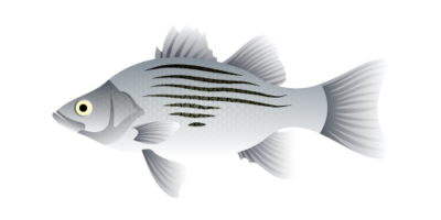 White Bass Sunshine Bass