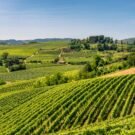 Lake Ida - Complete Guide to Lake Ida Fl 357 Bear3169 Avatar