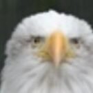 Lake Ida - Complete Guide to Lake Ida Fl 74 bobs861 Avatar