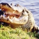 Florida Everglades Alligator Alligators in the Florida Everglades