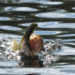dsc_0135 dsc_0135