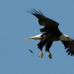 eagle_fishing_line eagle_fishing_line