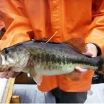 florida_largemouth_bass Florida Largemouth Black Bass
