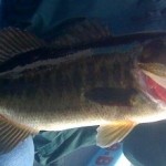 bassfishingfloridaeverglades.com