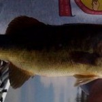 Bass fishing in south Florida Bass fishing in south Florida