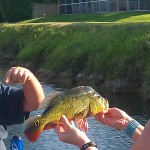 Peacock Bass Fishing Guide Peacock Bass Fishing Guide