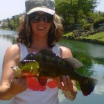 Peacock Bass Fishing in Florida Peacock Bass Fishing in Florida