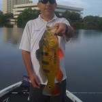 Florida Peacock GUIDE