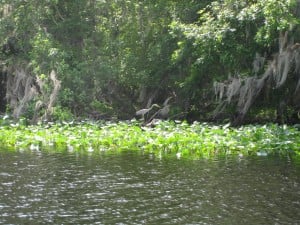 Lake Woodruff Lake Woodruff