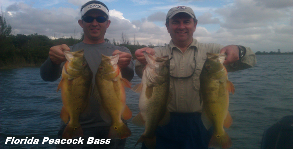 Florida Peacock Bass