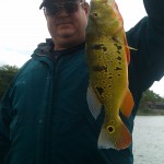 Bass Online Pro Team