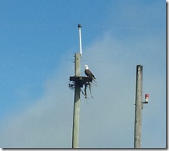 20120919_100204 eagle n