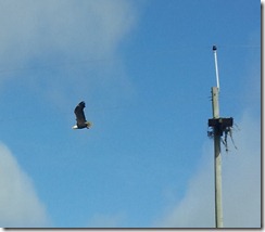 20120919_100207 eagle
